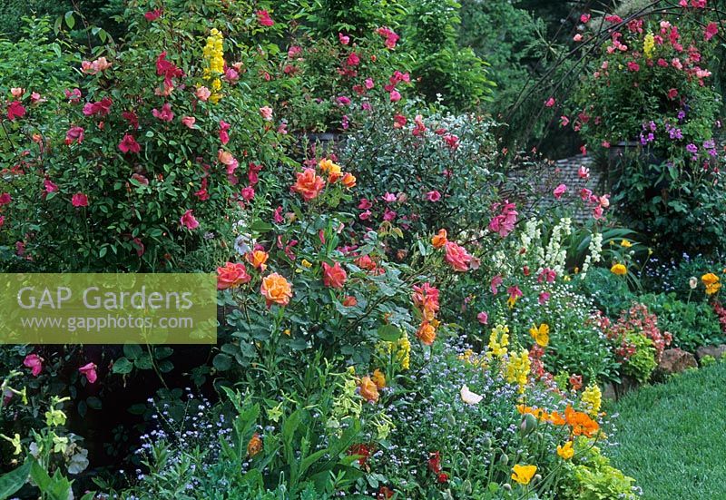 Large ornamental pot in border containing Rosa chinensis, Meconopsis cambrica and Antirrhinum in border 