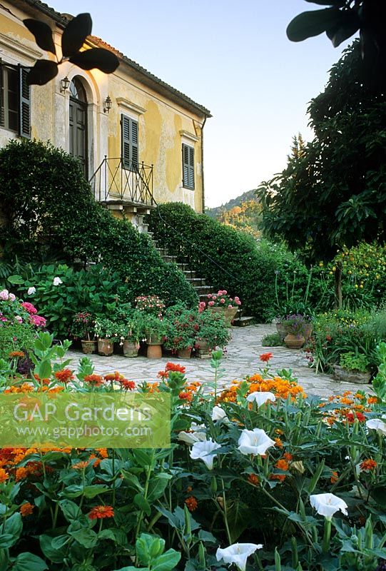 Mediterranean garden - Zinnias and Datura in border with house beyond - Cali Doxiadis, Corfu