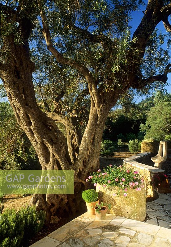 Mediterranean garden with a very old Olea europaeus - Olive tree - Cali Doxiadis, Corfu