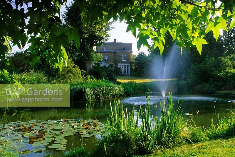 Central lake with oxygenating fountain and Nymphaea - Liquidamber tree in foreground - Myddelton House Gardens


 