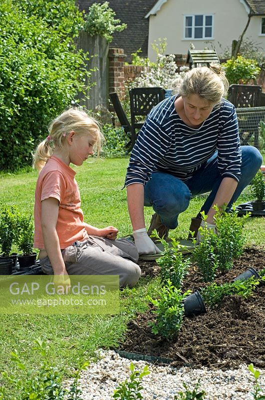 Woman and girl planting young box plants in new parterre garden - Pannells Ash Farm, Essex