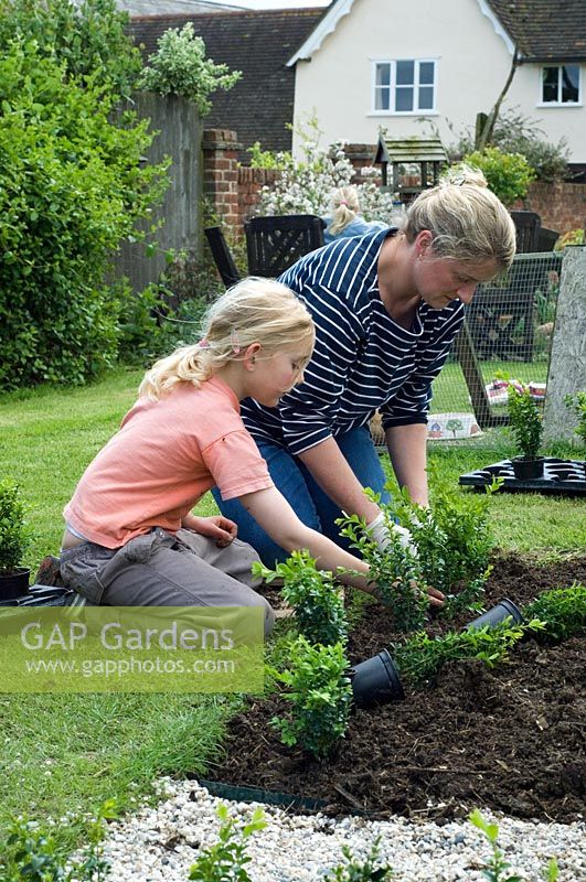 Woman and girl planting young box plants in new parterre garden - Pannells Ash Farm, Essex
