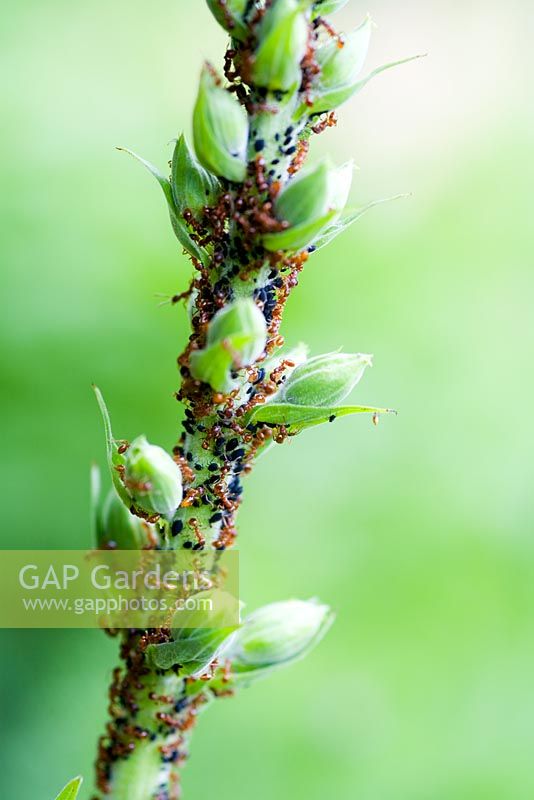 Ants and aphids on plant stem