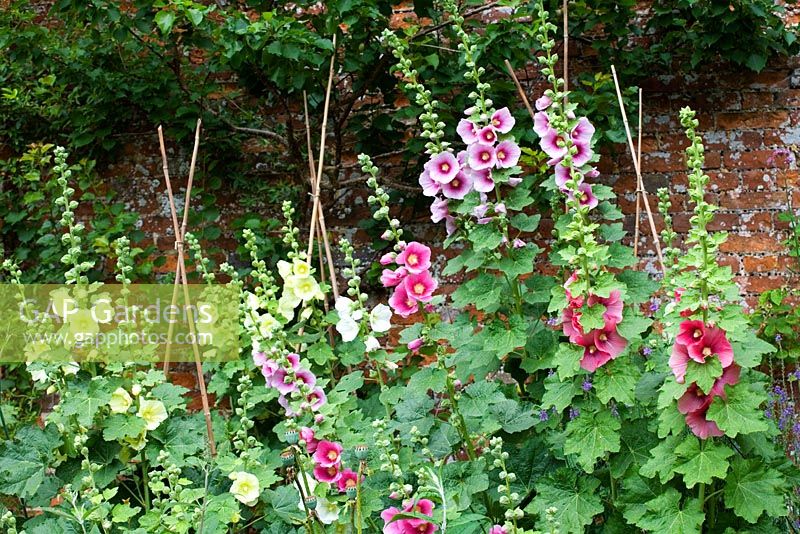 Alcea rosea - Hollyhocks against brick wall in walled kitchen garden - Cerney House Gardens, Gloucestershire 