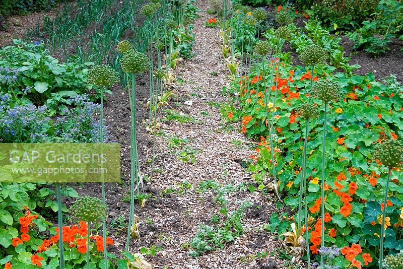 Path between vegetable beds lined with Tropaeolum majus and Alliums in walled kitchen garden - Cerney House Gardens, Gloucestershire