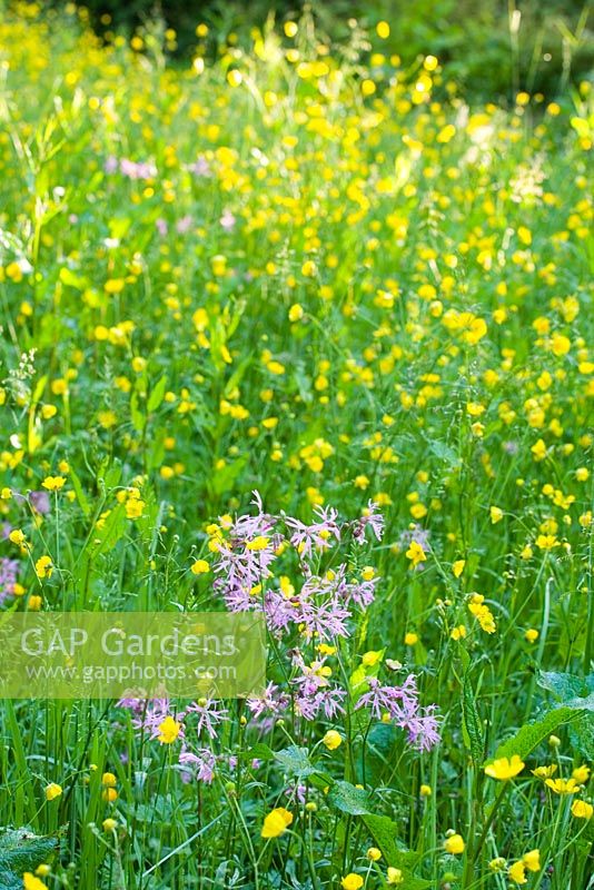 Wild flower meadow with Lychnis cuculi -Ragged Robin, and Ranunculus acris - Common Meadow Buttercup 