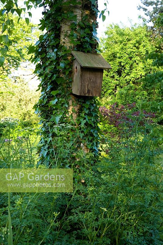 Birdbox mounted on ivy covered tree - Holbrook Garden, Devon  