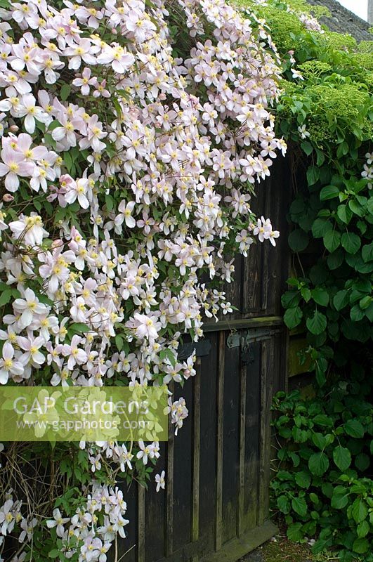 Old barn with very large Clematis montana var. rubens AGM clambering over - Choppyns Barn, Chignal, Essex 