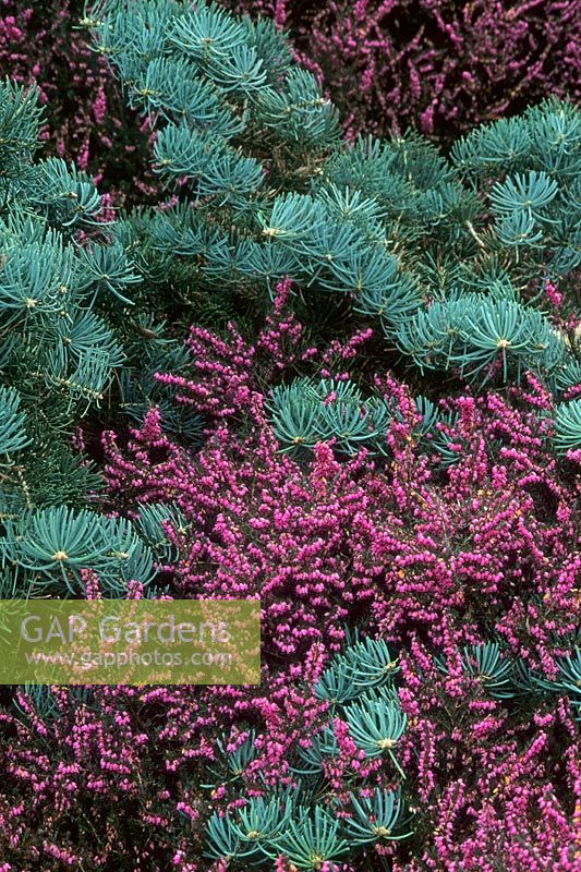 Erica x darlyensis 'Kramer's Rote' and Abies concolor 'Glauca Compacta' - The Valley Garden, Windsor