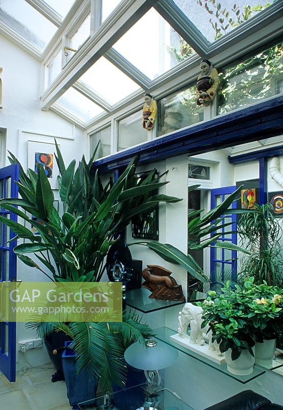 Conservatory Interior with houseplants - Gardenia, Strelitzia nicolai and Cycas revoluta - Roja Dove, Brighton 