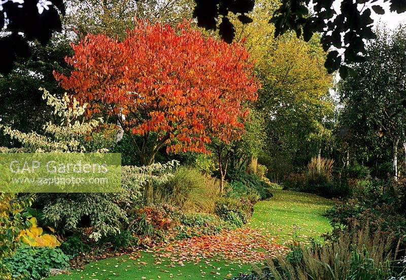 Autumnal border with Prunus and Cornus alternifolia 'Argentea' as focal points in border beside lawn - Glen Chantry, Essex