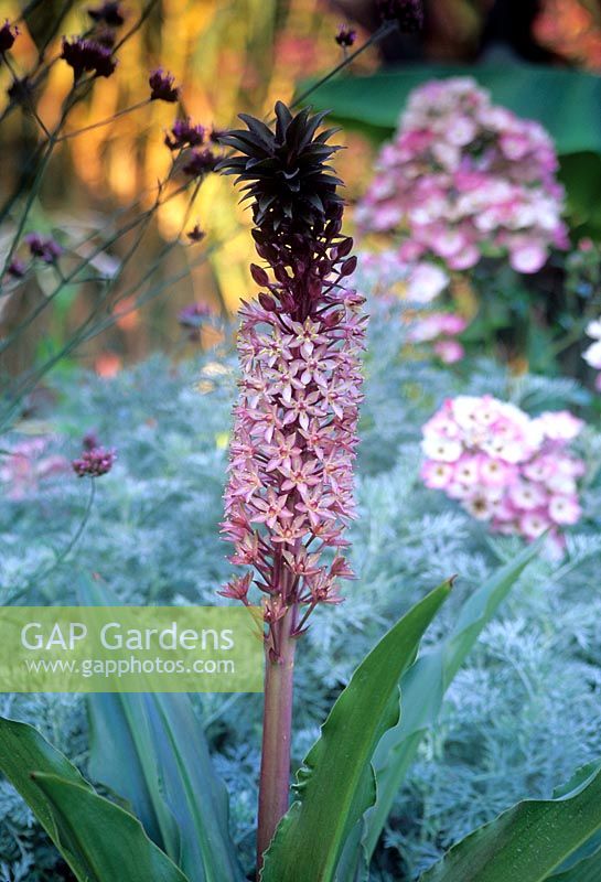 Eucomis comosa flowerhead with pink Rose and silver Artemisia in background - Great Dixter