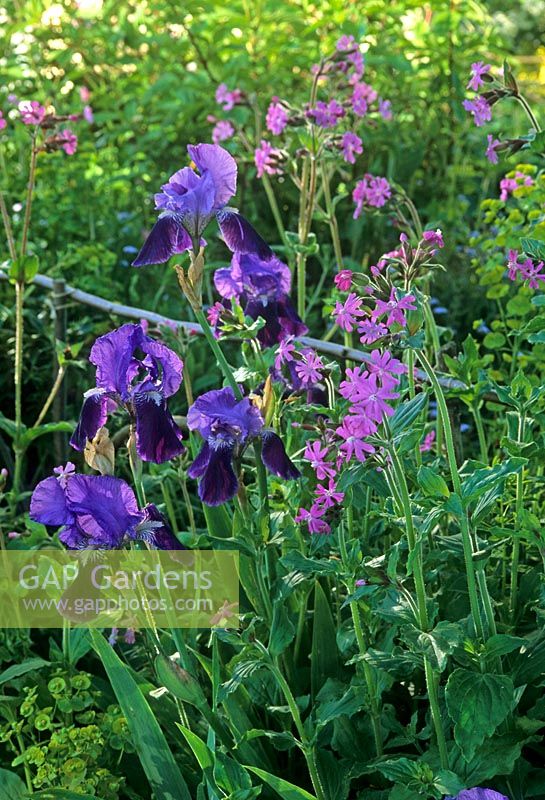 Iris germanica and Silene combined in border - Bedfield Hall