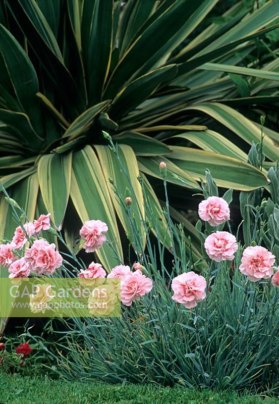 Dianthus 'Doris' with variegated Yucca behind