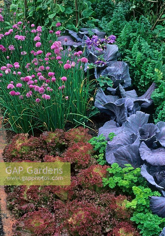 Small vegetable garden with lettuce, chives parsley and cabbage grown in a square block 