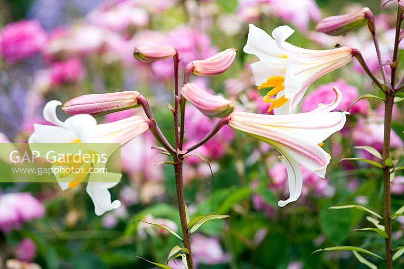 Lilium regale - Regal Lily