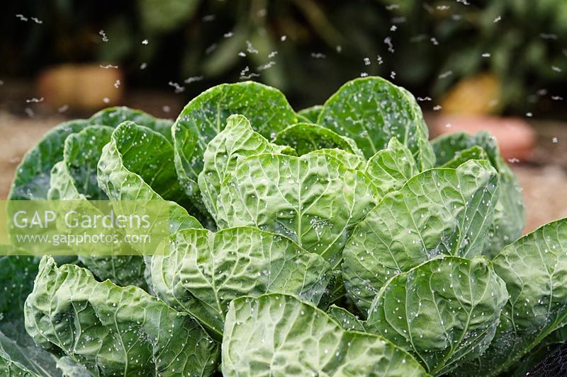 Brassica - Brussel Sprout 'Montgomery' with whitefly