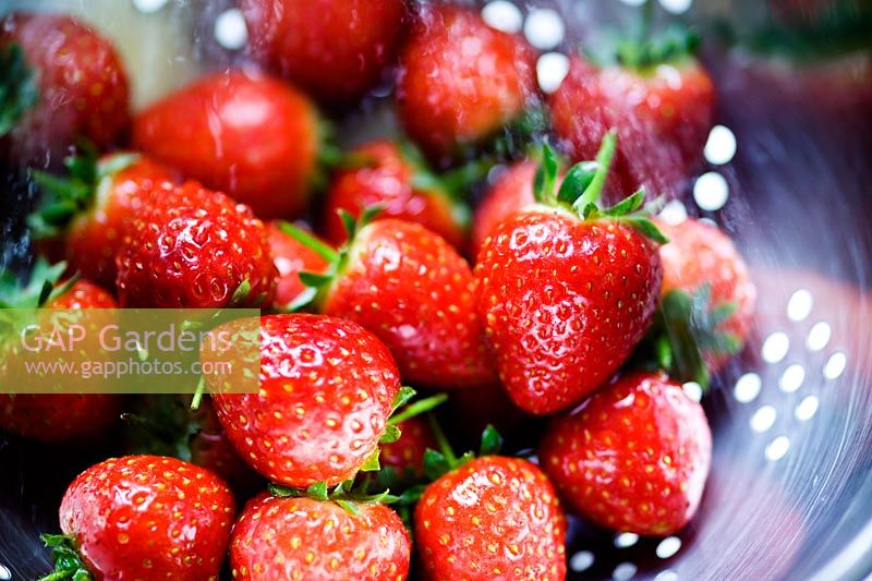 Fragaria 'Jubilee' - Strawberries being washed in collander