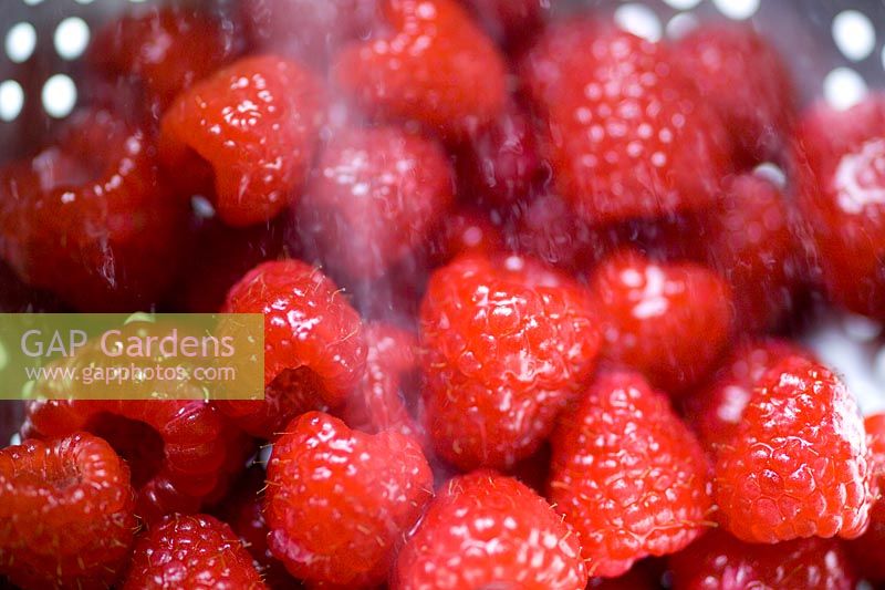 Rubus idaeus 'Driscoll Maravilla' - Raspberries being washed in collander