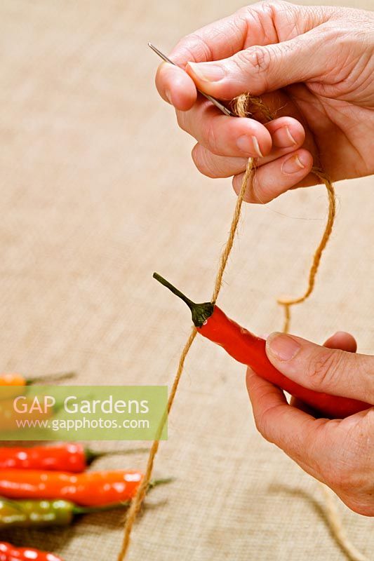 Capsiscum annuum 'Krakatoa' - step by step - how to hang and dry chilli peppers