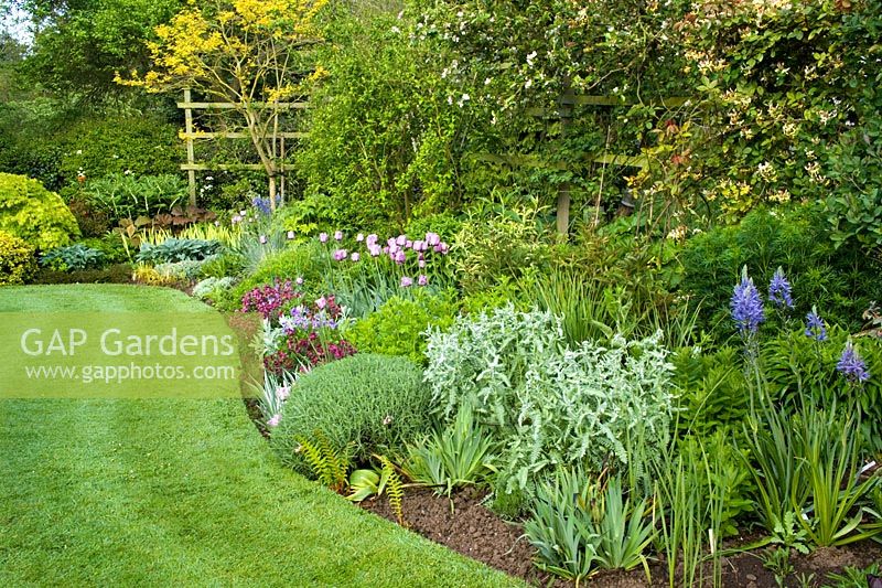 Spring curving border and lawn with neat, sharp edges at Eastgrove Cottage. Tulipa 'Bleu Aimable', Camassia leictlinii Caerulea Group and Wallflower 'Bloomsy Baby Purple'