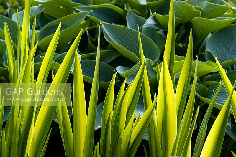 Iris pseudacorus 'Variegata' - Yellow flag iris backed by Hosta