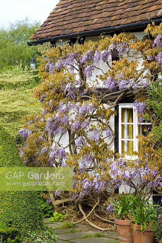 Wisteria floribunda growing on a wall at Eastgrove Cottage - Japanese wisteria