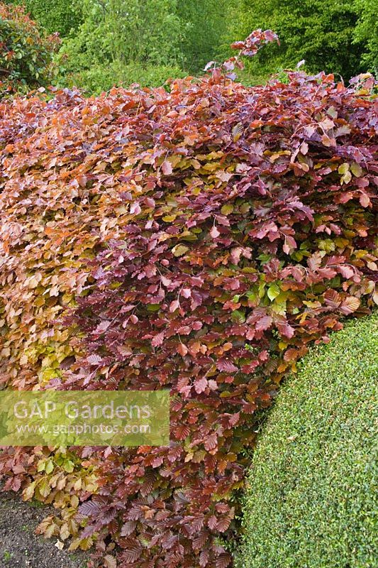 Hedge of Fagus sylvatica f. purpurea  - Copper beech in spring