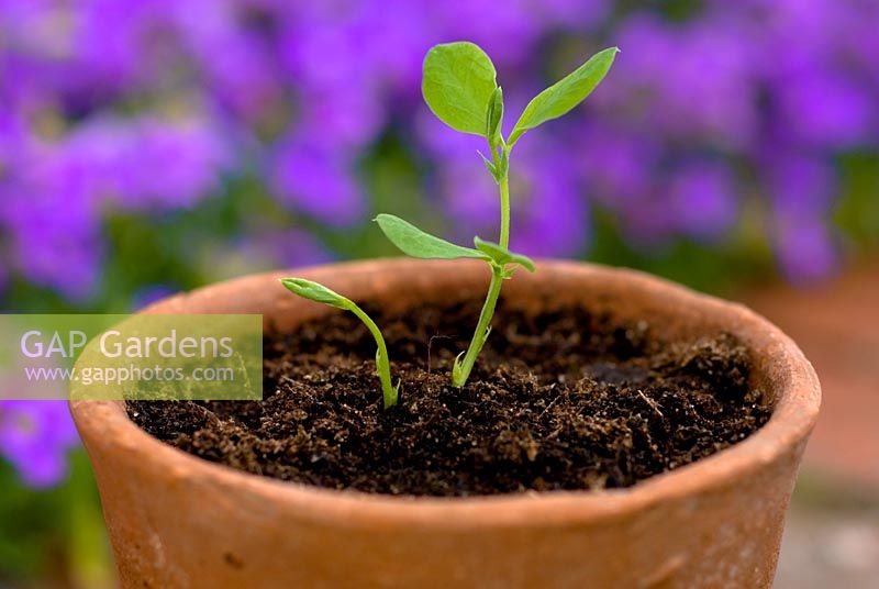 Lathyrus odoratus 'Cupani' - Sweet pea seedling in a terracotta pot
