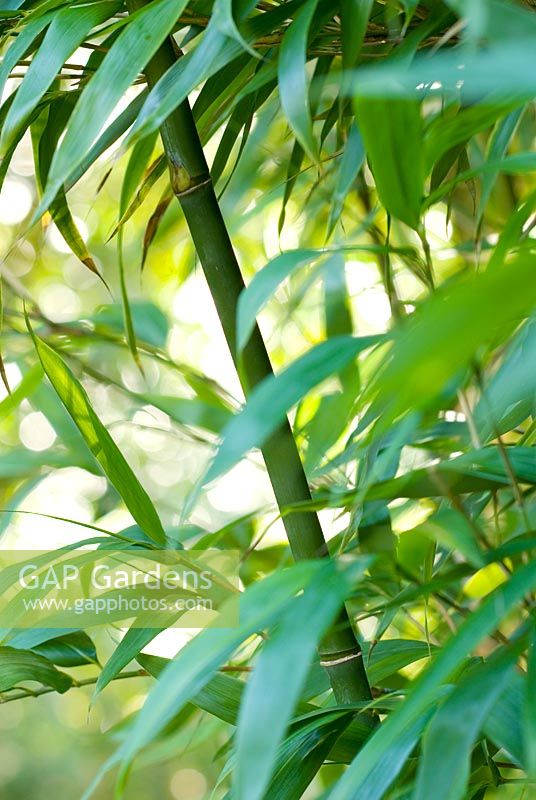 Semiarundinaria fastuosa - Narihira Bamboo 