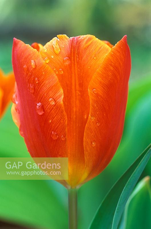 Tulipa 'General de Wet'