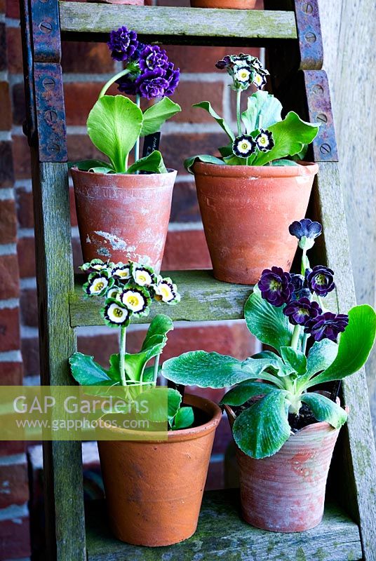 Specialist auriculas displayed on old decorative ladder for spring. Primula auricula 'Oban' (green) and Primula auricula 'Merlin' (plum shades)