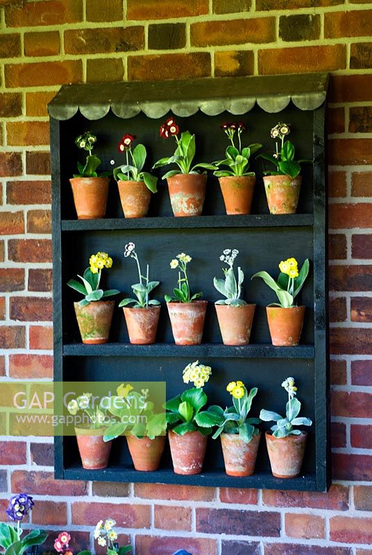 Primula auriculas displayed in auricula theatre painted black with scalloped lead roof and attached to wall of summer house