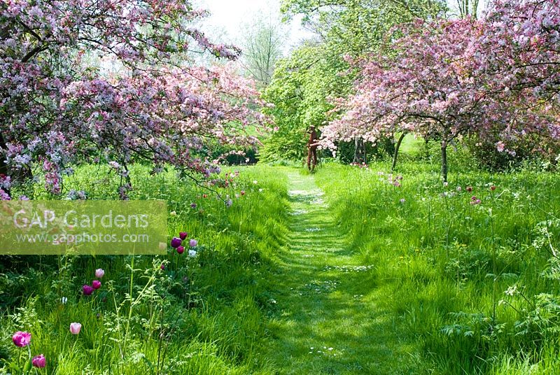 Avenue of Malus - Crabapple trees in blossom with grass path leading to contemporary sculpture at end of vista.  Underplanted with Tulipa in wild flower meadow - Feeringbury Manor, Essex, open for NGS 