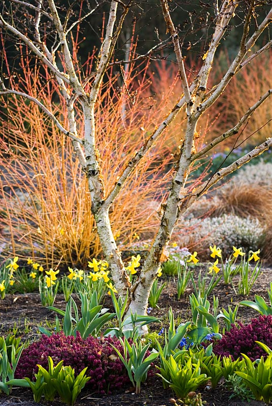 Mixed border with Erica x darleyensis 'Kramer's Rote', Betula apoiensis 'Mount Apoi', Narcissus 'February Gold' and Cornus sanguinea 'Midwinter Fire' - The Winter Garden at The Bressingham Gardens, Norfolk