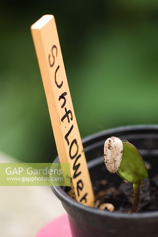 Child's germinated sunflower seed with seed case and label with child's handwriting