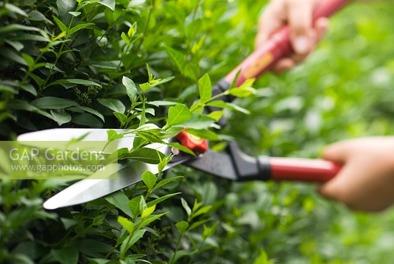 Cutting Ligustrum ovalifolium - Privet Hedge with garden shears