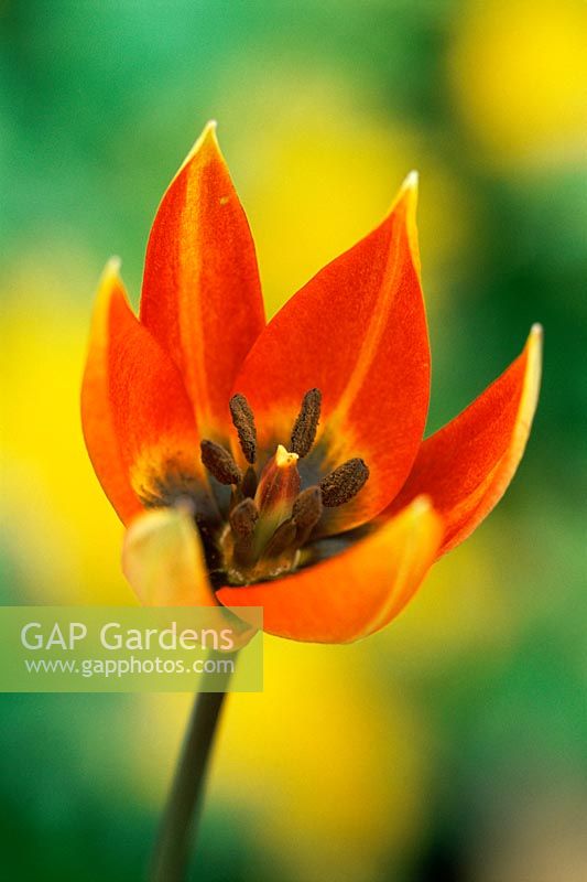 Tulipa whittallii - closeup of bright red tulip with rich black centre