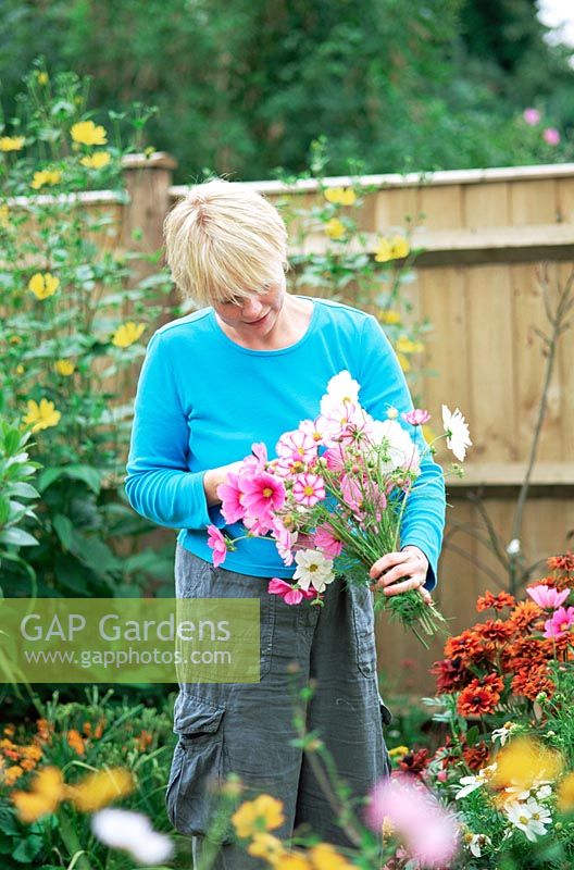 Woman picking fresh Cosmos flowers from the garden - Summer