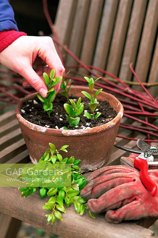 Woman taking cuttings of Buxus sempervivens (Box) in shallow terracotta container