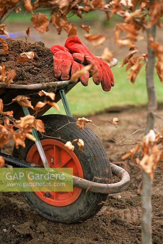 Gardening gloves resting on edge of Wheelbarrow full of soil - Autumn