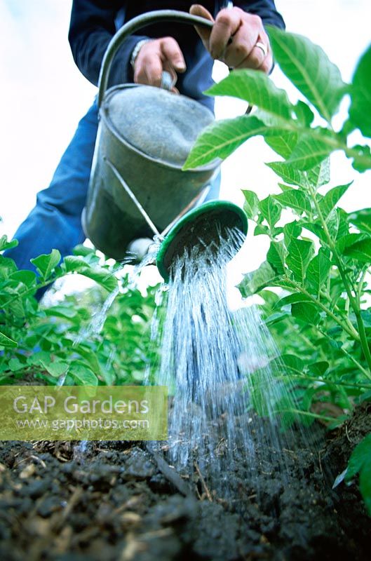 Watering potato plants - Summer