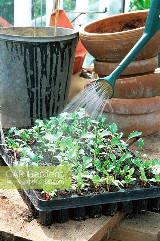 Watering young vegetable seedlings in greenhouse