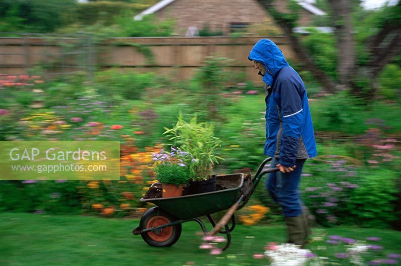 Man pushing wheelbarrow of plants along garden path in the rain