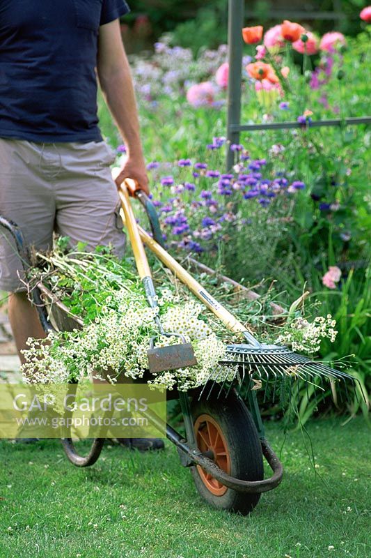 Man pushing wheelbarrow full of weeds - Summer