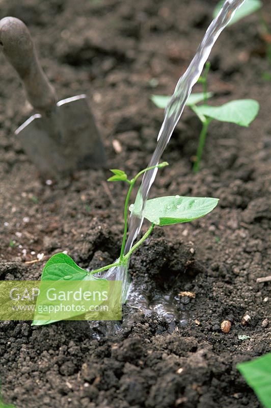Watering young Runner Bean (Phaseolus coccineus) plants - Spring