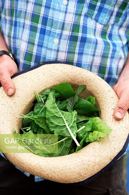 Man holding hat filled with freshly picked salad leaves
