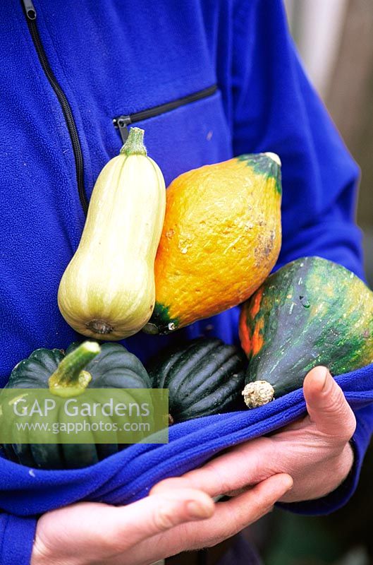 Man holding freshly picked squash in Summer