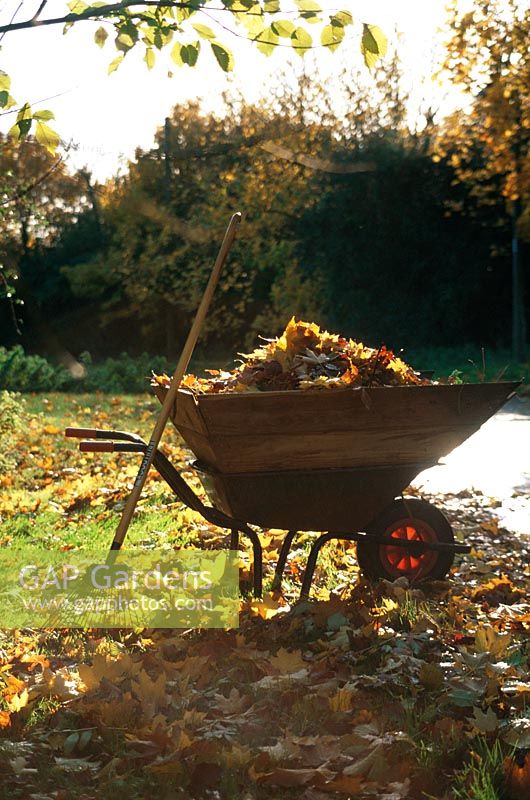 Wheelbarrow full of raked leaves - Autumn