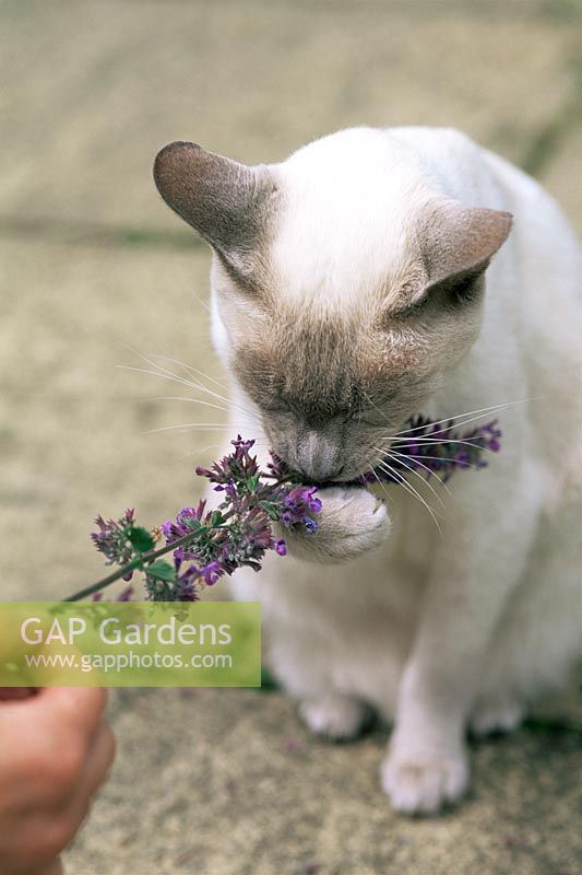 Cat smelling Catnip (Nepeta, Catmint, Field Balm) flowers - Summer